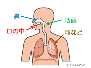 口臭が発生する原因部位